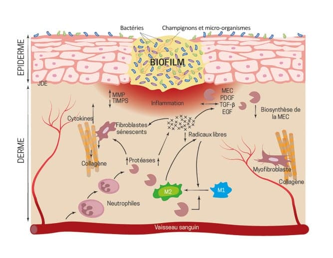 Schéma des prébiotiques, probiotiques et postbiotiques